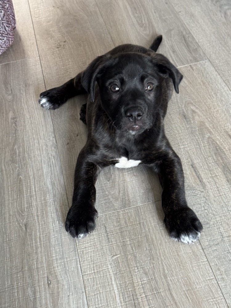 Oscar (25-030 D)