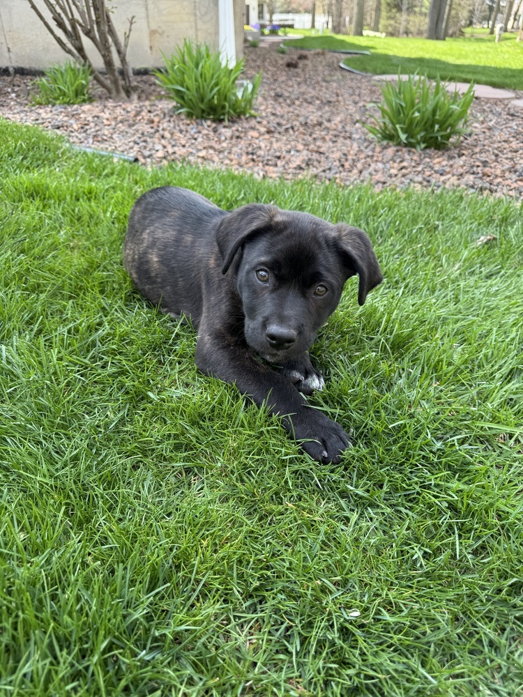 Oscar (25-030 D)