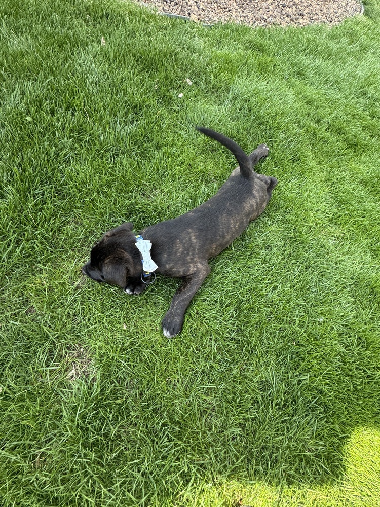 Oscar (25-030 D)
