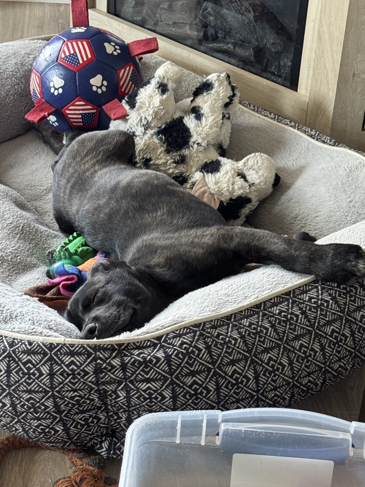 Oscar (25-030 D)
