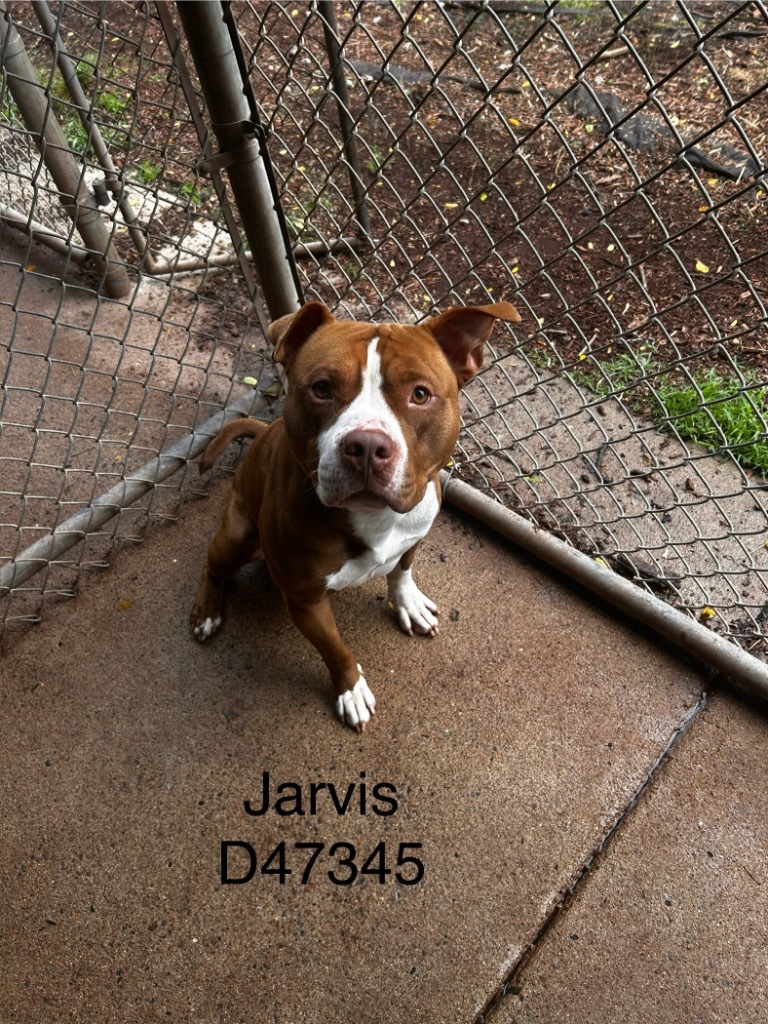 Jarvis