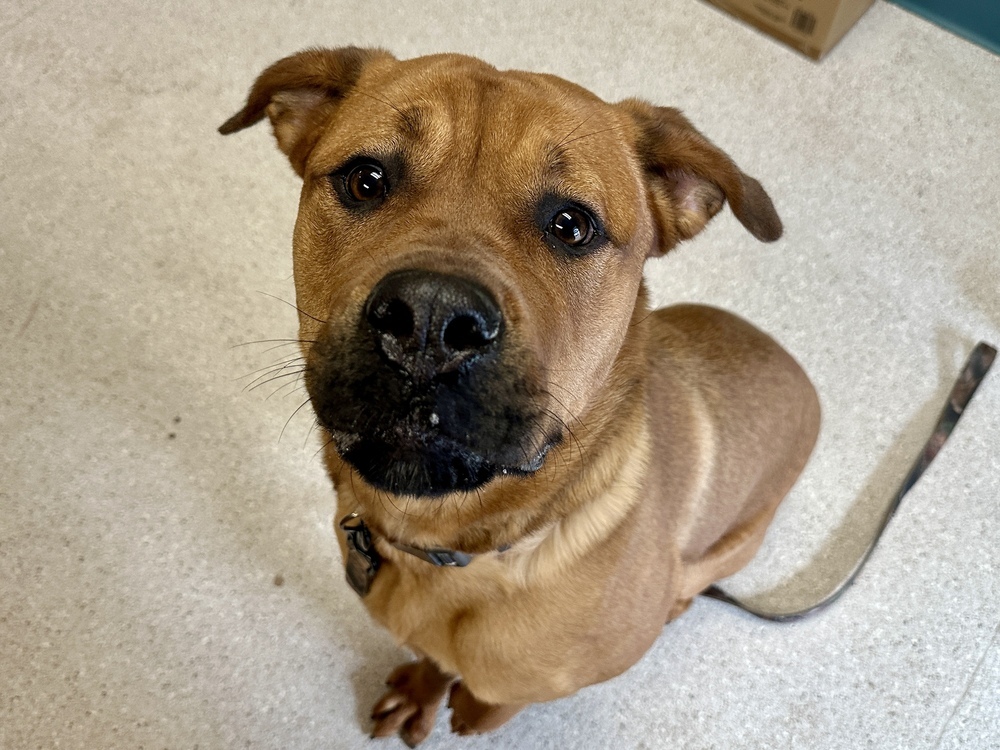 Pinky, an adoptable Mixed Breed in Houghton, MI, 49931 | Photo Image 1