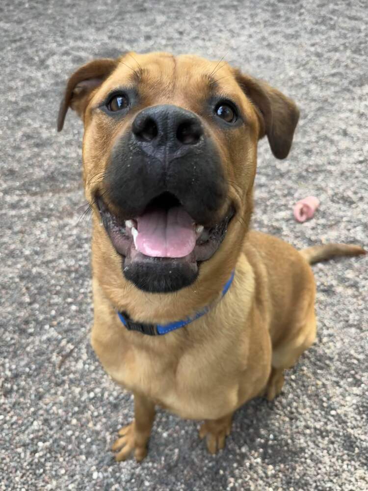 Pinky, an adoptable Mixed Breed in Houghton, MI, 49931 | Photo Image 2