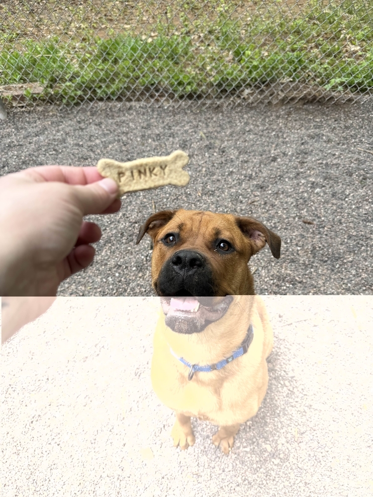 Pinky, an adoptable Mixed Breed in Houghton, MI, 49931 | Photo Image 4