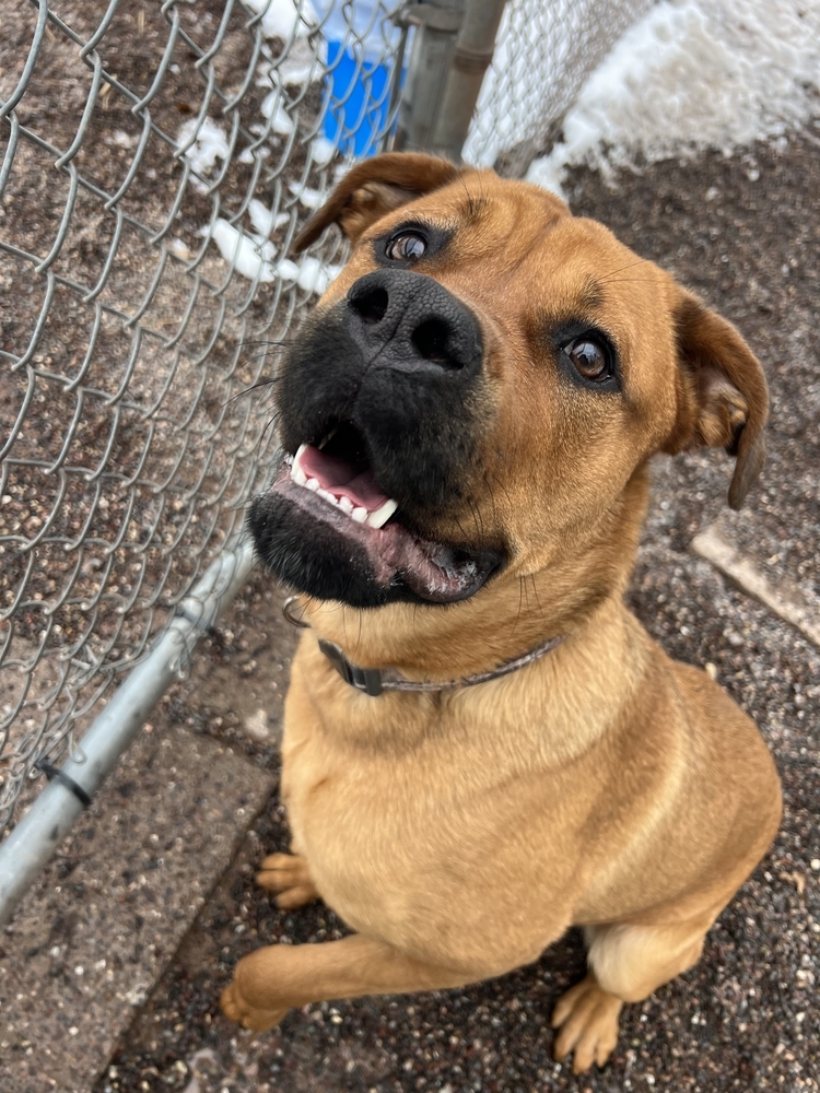 Pinky, an adoptable Mixed Breed in Houghton, MI, 49931 | Photo Image 5