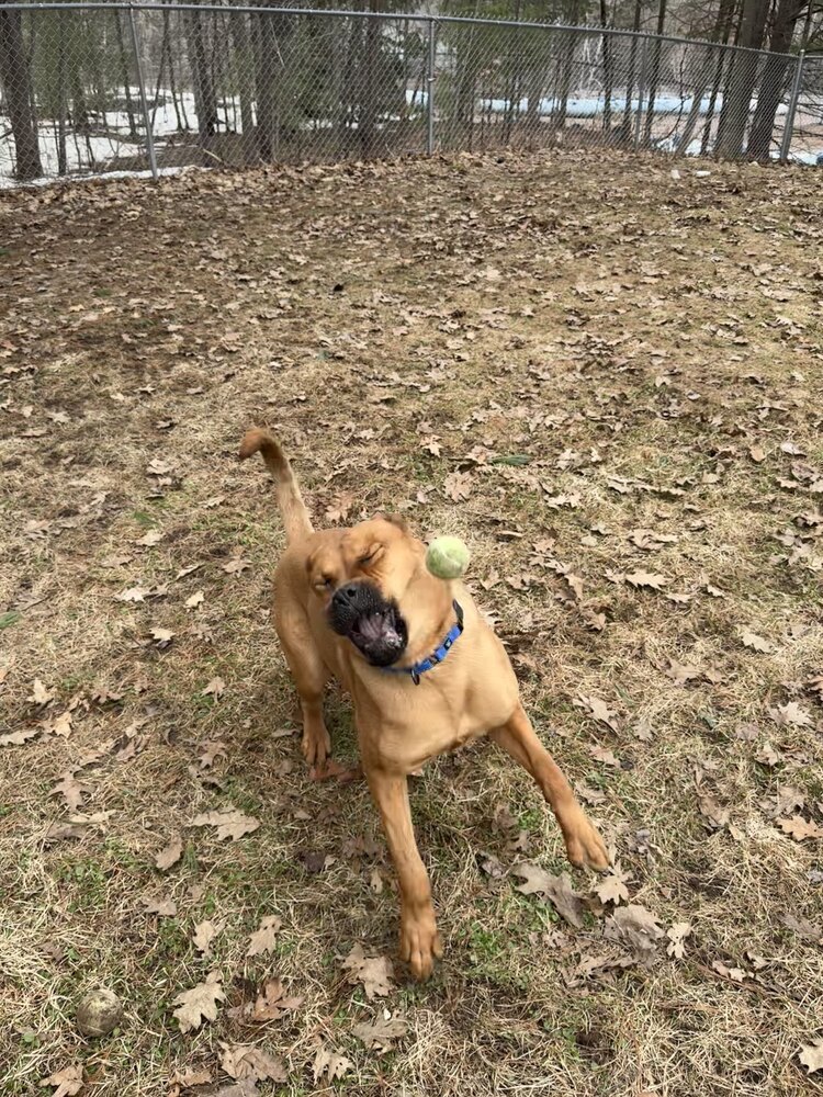Pinky, an adoptable Mixed Breed in Houghton, MI, 49931 | Photo Image 6