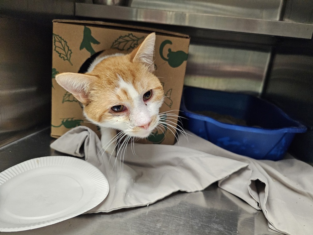 Lurpak, an adoptable Domestic Short Hair in Houghton, MI, 49931 | Photo Image 1