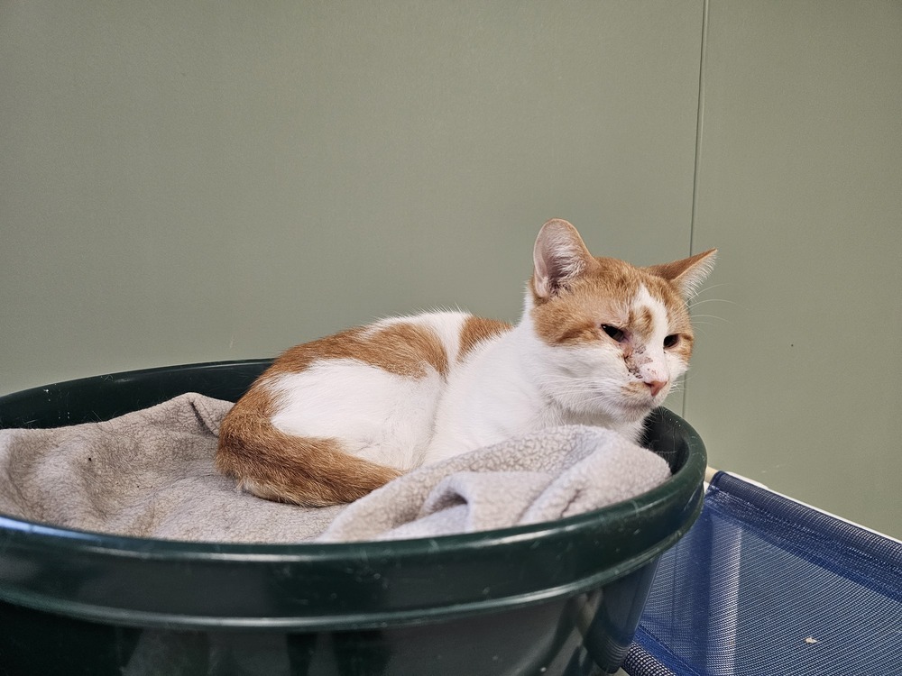 Lurpak, an adoptable Domestic Short Hair in Houghton, MI, 49931 | Photo Image 3