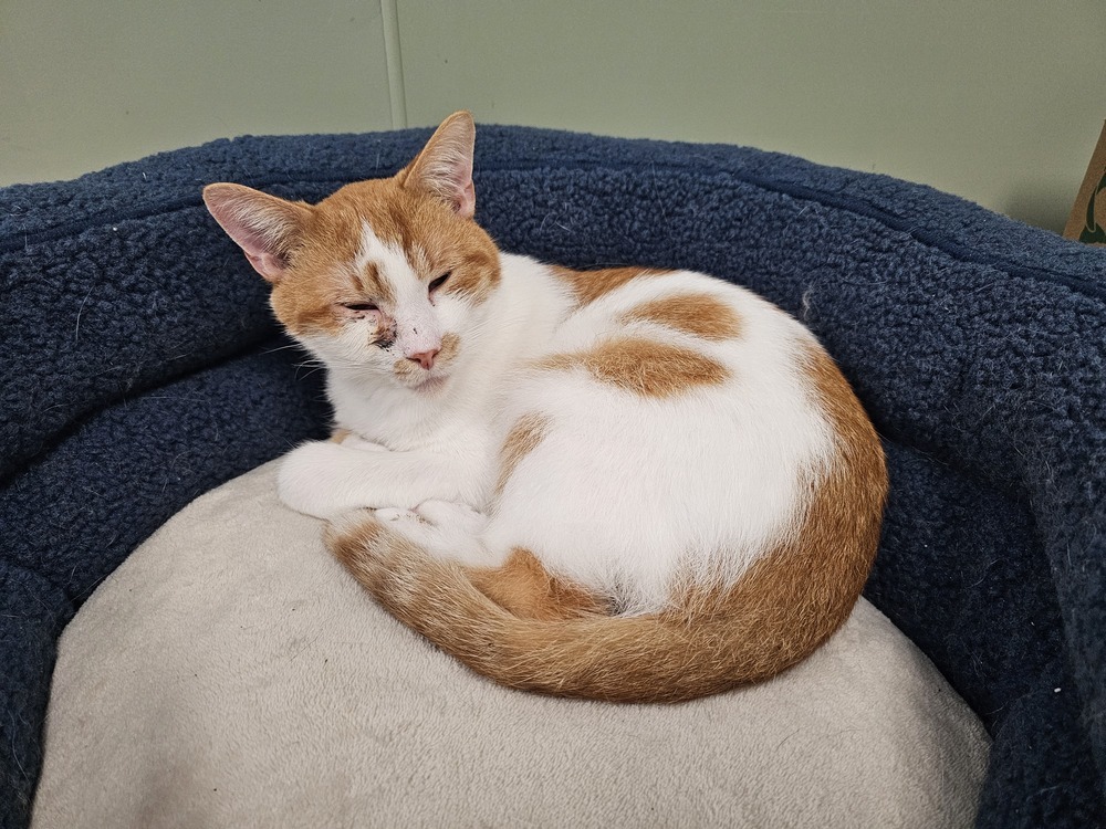 Lurpak, an adoptable Domestic Short Hair in Houghton, MI, 49931 | Photo Image 5