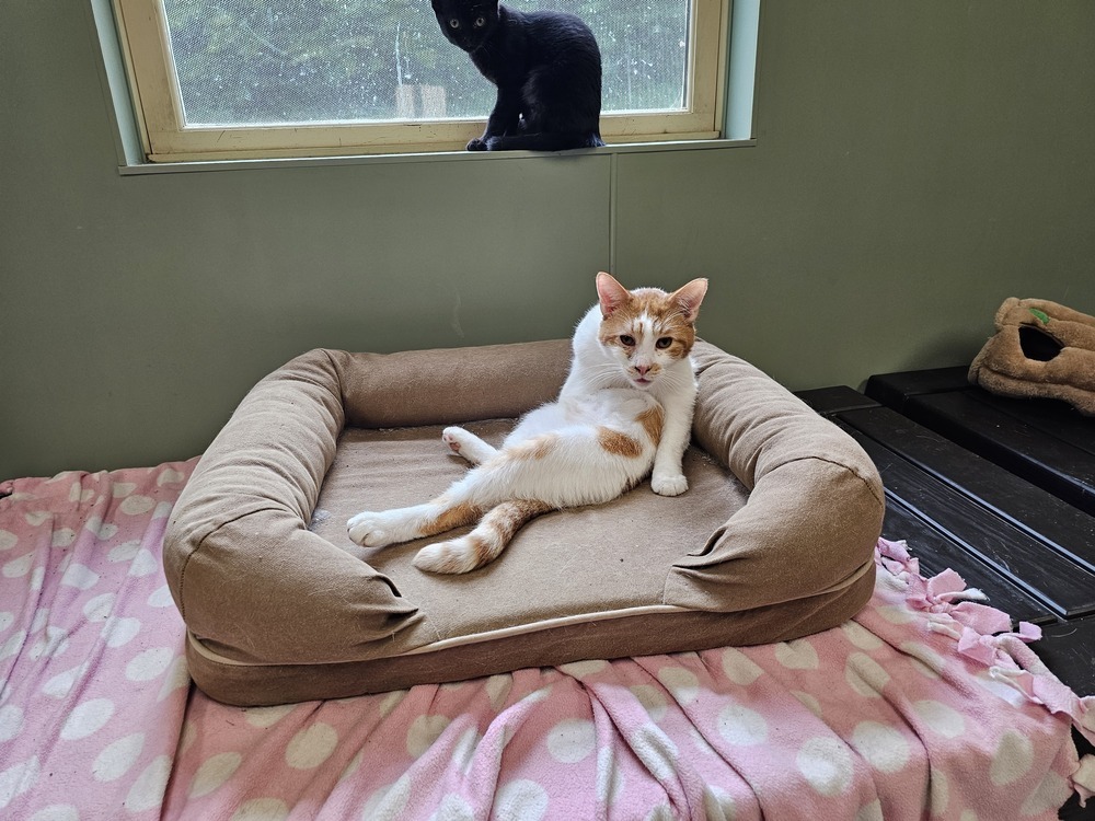 Lurpak, an adoptable Domestic Short Hair in Houghton, MI, 49931 | Photo Image 6