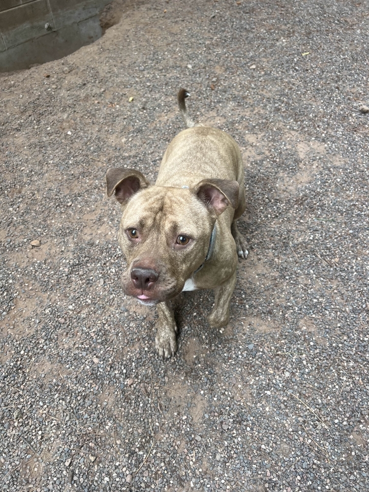 Ruger, an adoptable Mixed Breed in Houghton, MI, 49931 | Photo Image 1