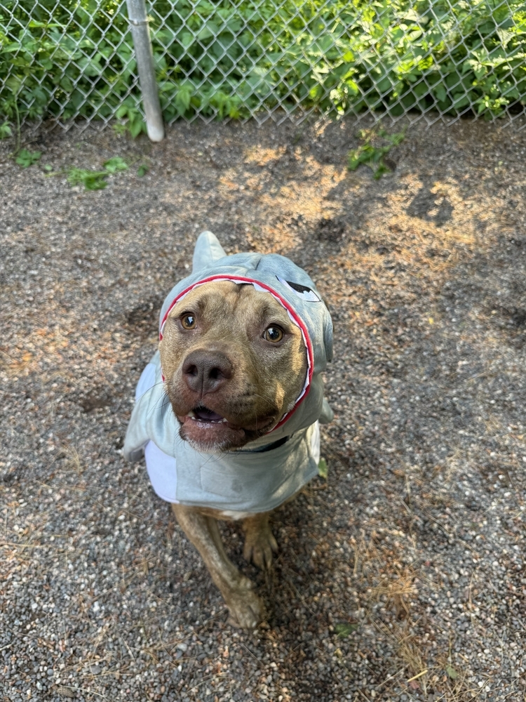 Ruger, an adoptable Mixed Breed in Houghton, MI, 49931 | Photo Image 3