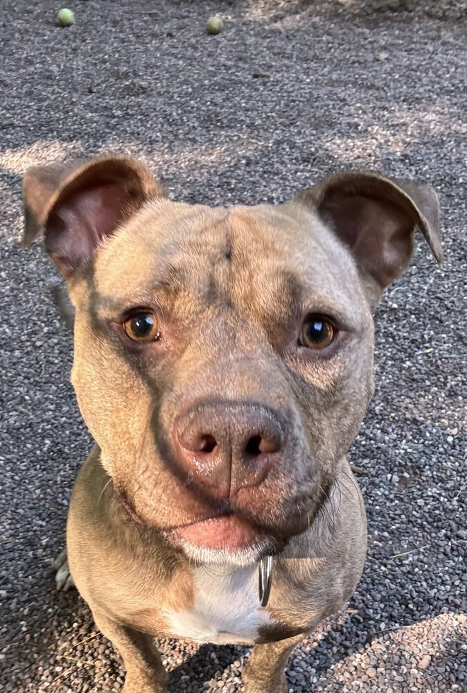 Ruger, an adoptable Mixed Breed in Houghton, MI, 49931 | Photo Image 4