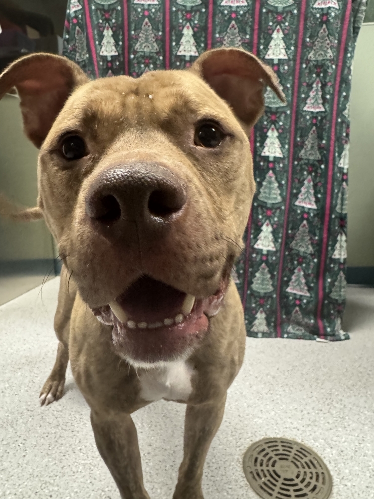 Ruger, an adoptable Mixed Breed in Houghton, MI, 49931 | Photo Image 5