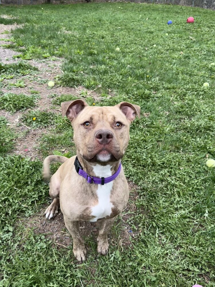 Ruger, an adoptable Mixed Breed in Houghton, MI, 49931 | Photo Image 6
