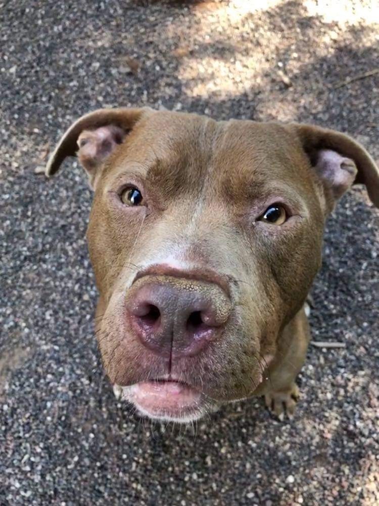 Hugo, an adoptable Pit Bull Terrier in Houghton, MI, 49931 | Photo Image 1