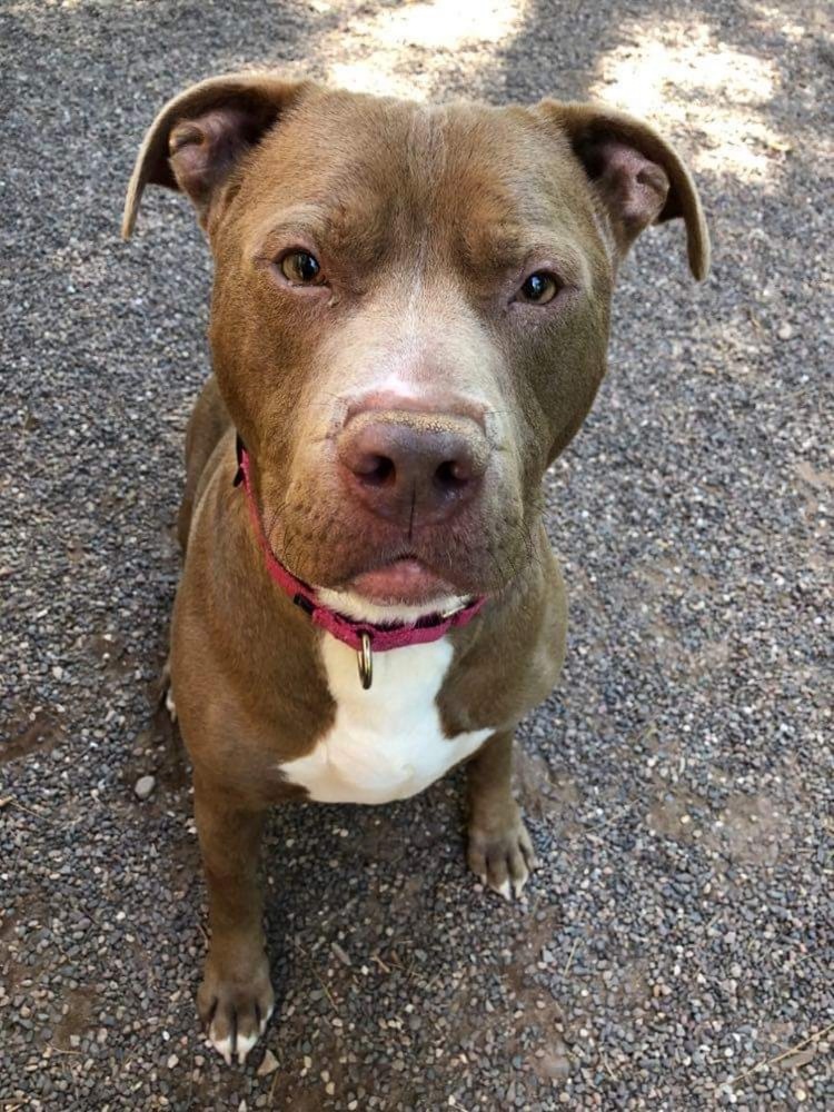 Hugo, an adoptable Pit Bull Terrier in Houghton, MI, 49931 | Photo Image 2