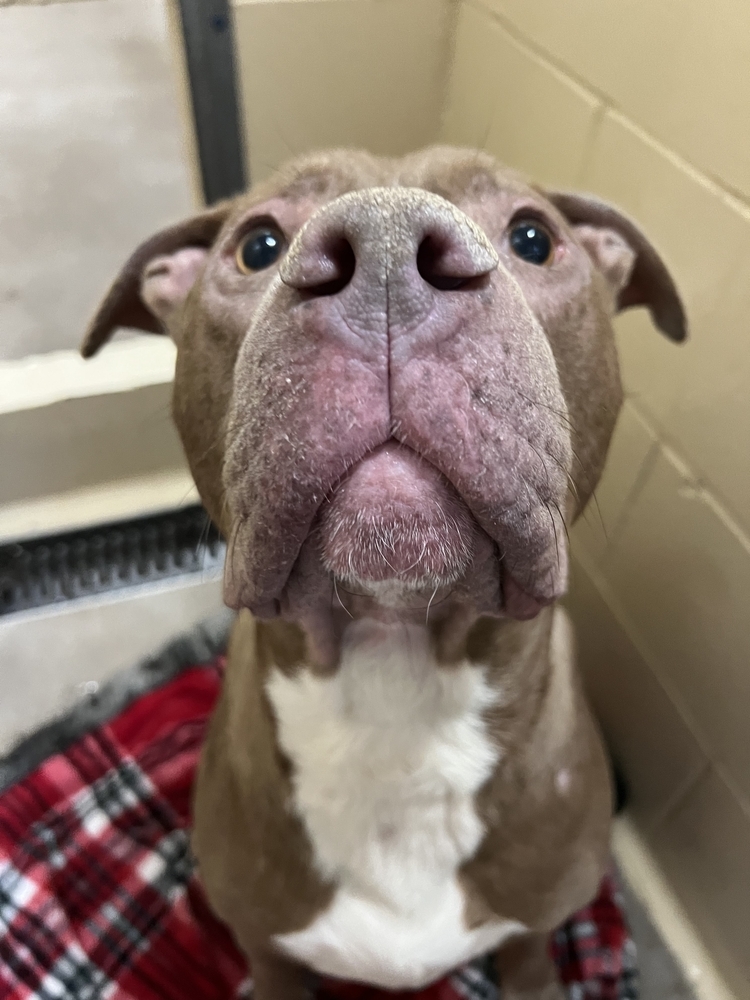 Hugo, an adoptable Pit Bull Terrier in Houghton, MI, 49931 | Photo Image 2