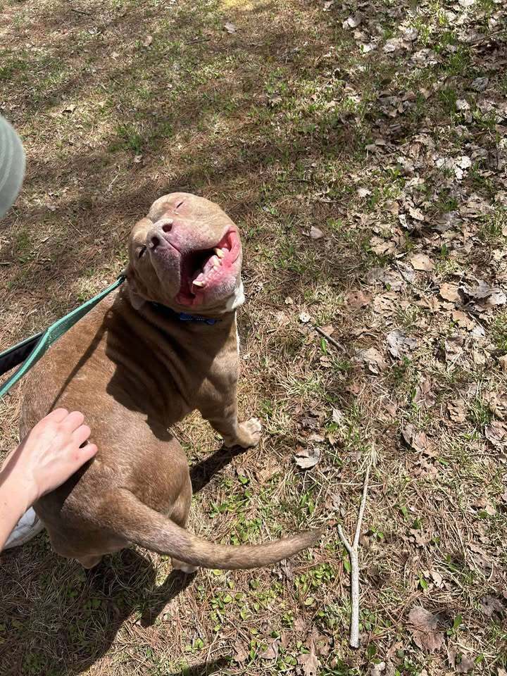 Hugo, an adoptable Pit Bull Terrier in Houghton, MI, 49931 | Photo Image 3