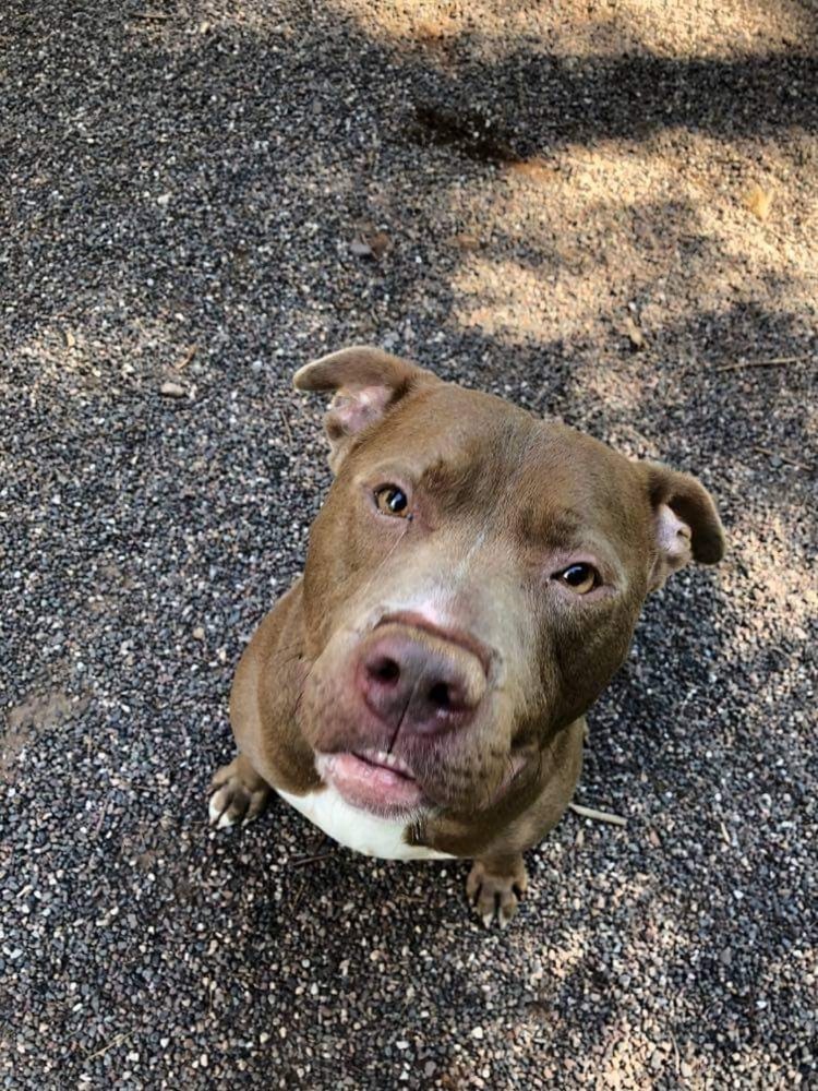Hugo, an adoptable Pit Bull Terrier in Houghton, MI, 49931 | Photo Image 5