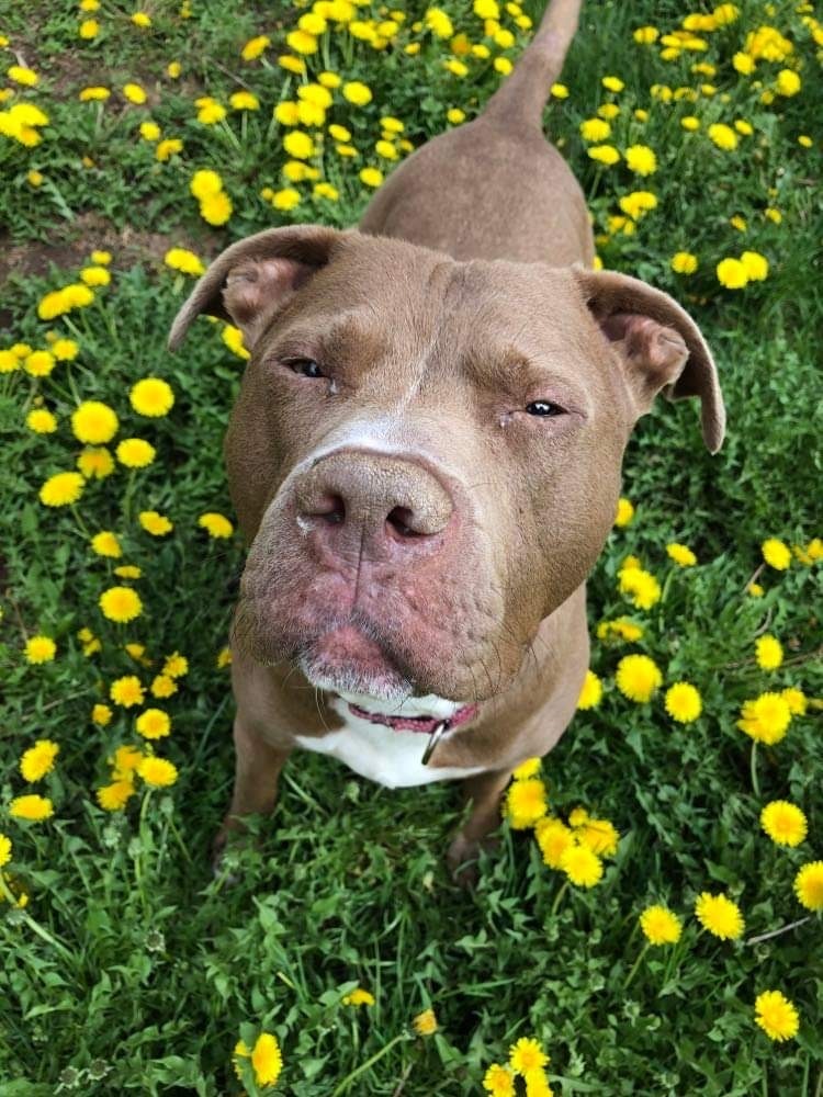 Hugo, an adoptable Pit Bull Terrier in Houghton, MI, 49931 | Photo Image 6