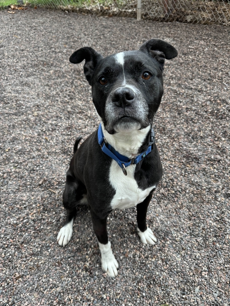 Buddy, an adoptable Mixed Breed in Houghton, MI, 49931 | Photo Image 1