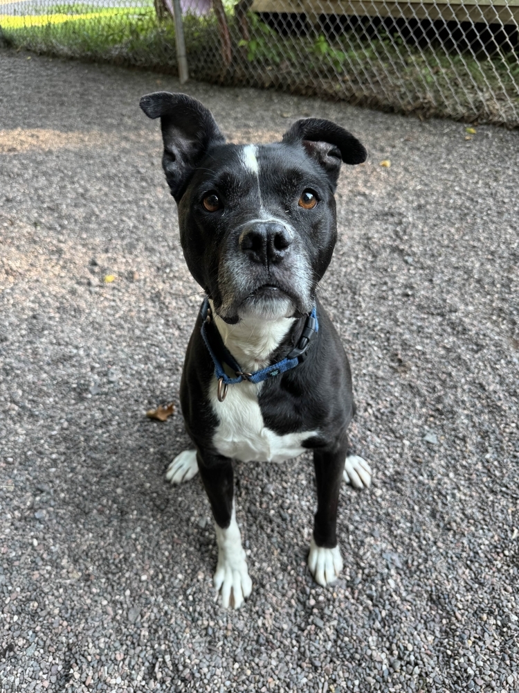 Buddy, an adoptable Mixed Breed in Houghton, MI, 49931 | Photo Image 2