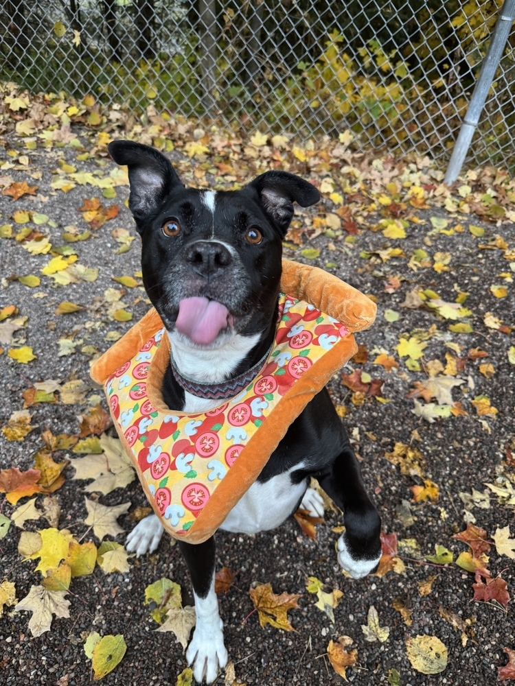 Buddy, an adoptable Mixed Breed in Houghton, MI, 49931 | Photo Image 3