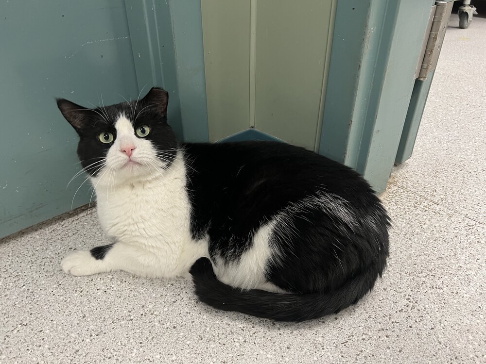 Traeger, an adoptable Domestic Short Hair in Houghton, MI, 49931 | Photo Image 1