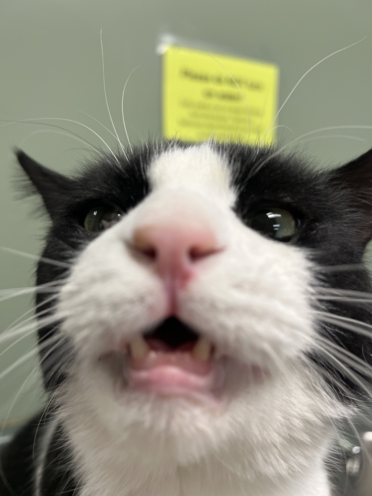 Traeger, an adoptable Domestic Short Hair in Houghton, MI, 49931 | Photo Image 2