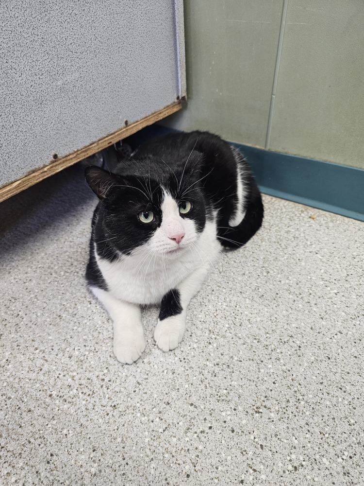 Traeger, an adoptable Domestic Short Hair in Houghton, MI, 49931 | Photo Image 3