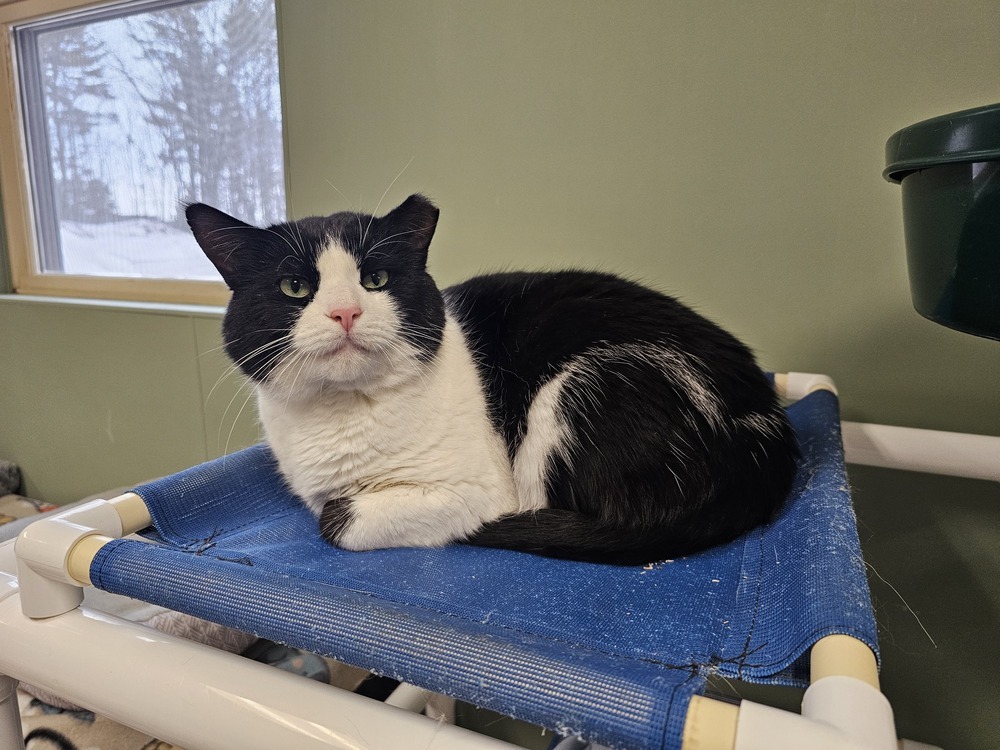 Traeger, an adoptable Domestic Short Hair in Houghton, MI, 49931 | Photo Image 4