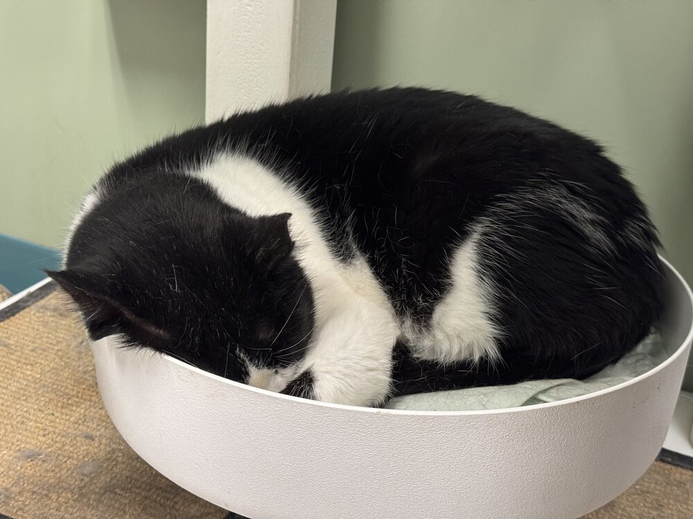 Traeger, an adoptable Domestic Short Hair in Houghton, MI, 49931 | Photo Image 5
