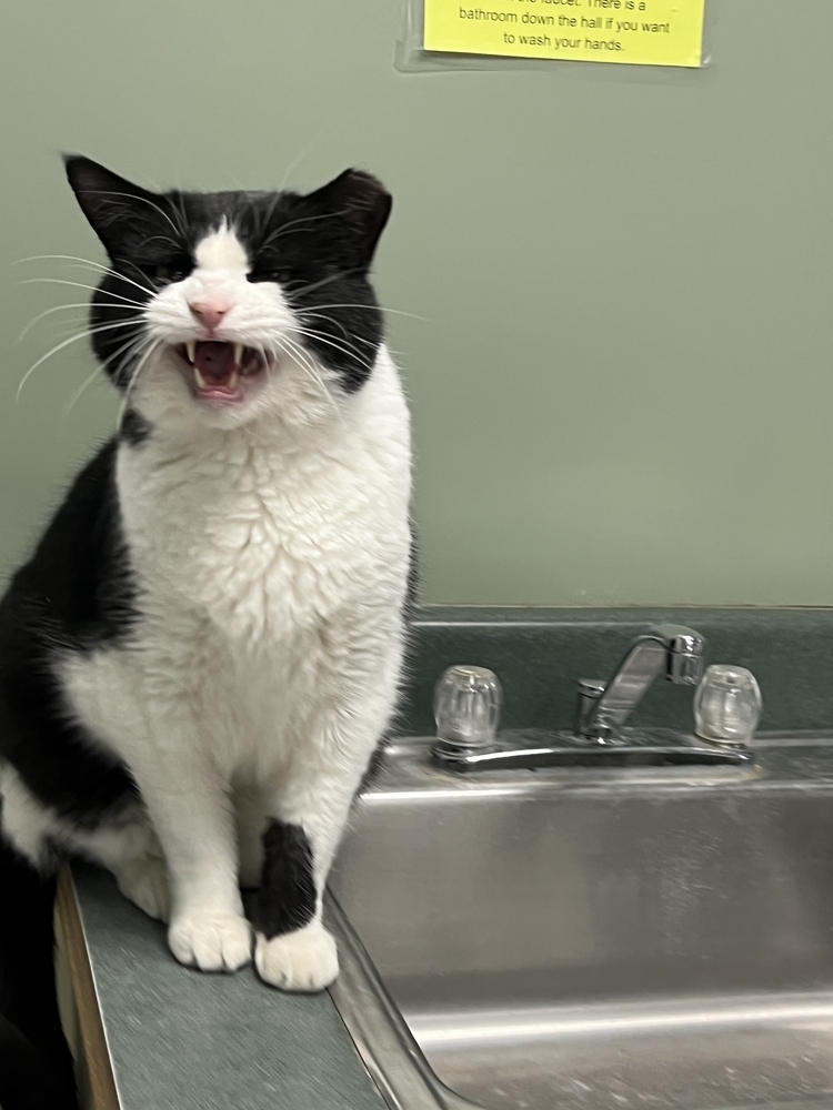 Traeger, an adoptable Domestic Short Hair in Houghton, MI, 49931 | Photo Image 6