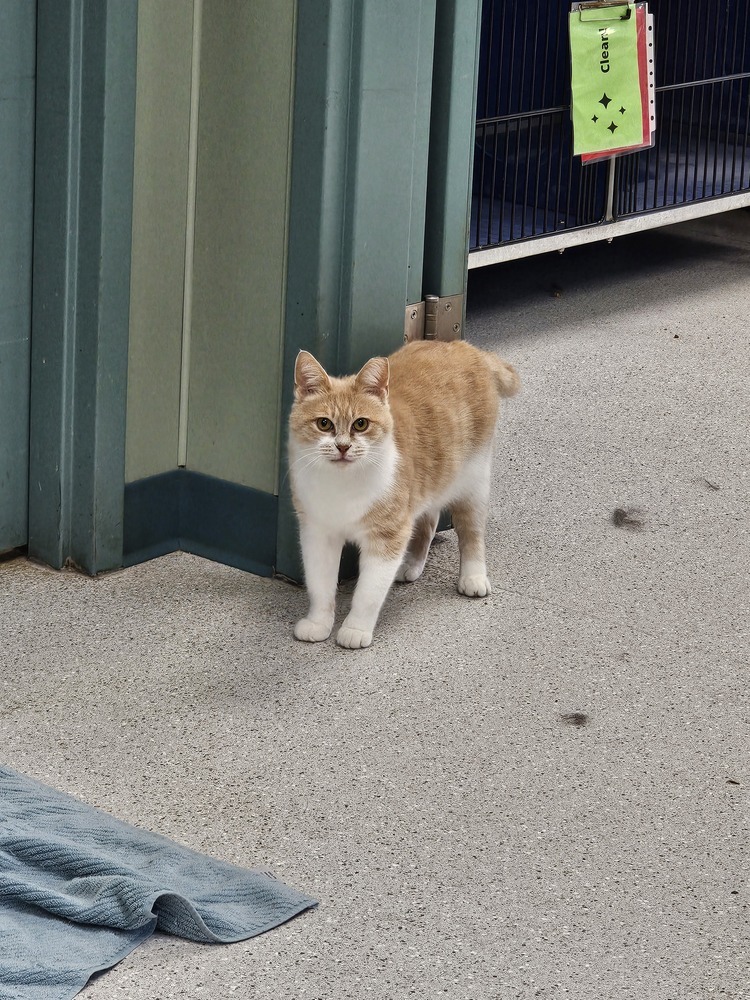 Great Value, an adoptable Domestic Short Hair in Houghton, MI, 49931 | Photo Image 1