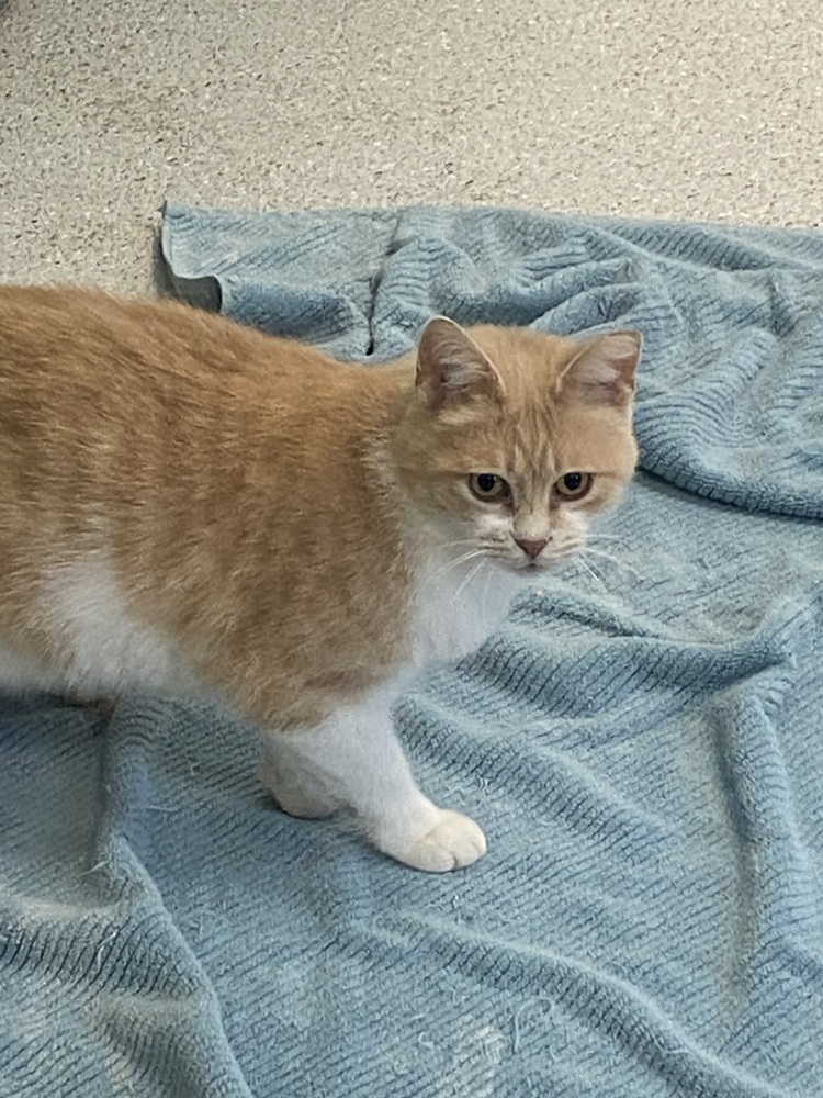 Great Value, an adoptable Domestic Short Hair in Houghton, MI, 49931 | Photo Image 2