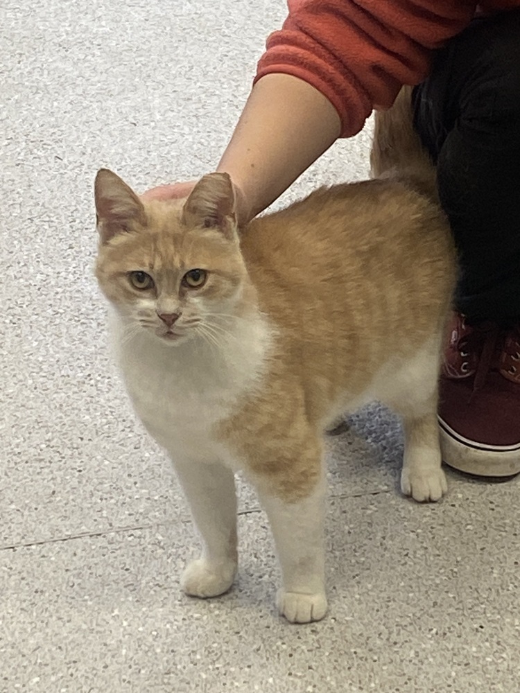 Great Value, an adoptable Domestic Short Hair in Houghton, MI, 49931 | Photo Image 3