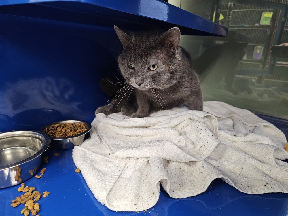 Tillamook, an adoptable Domestic Short Hair in Houghton, MI, 49931 | Photo Image 1