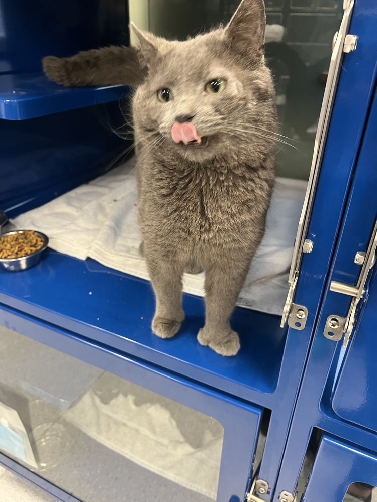 Tillamook, an adoptable Domestic Short Hair in Houghton, MI, 49931 | Photo Image 2
