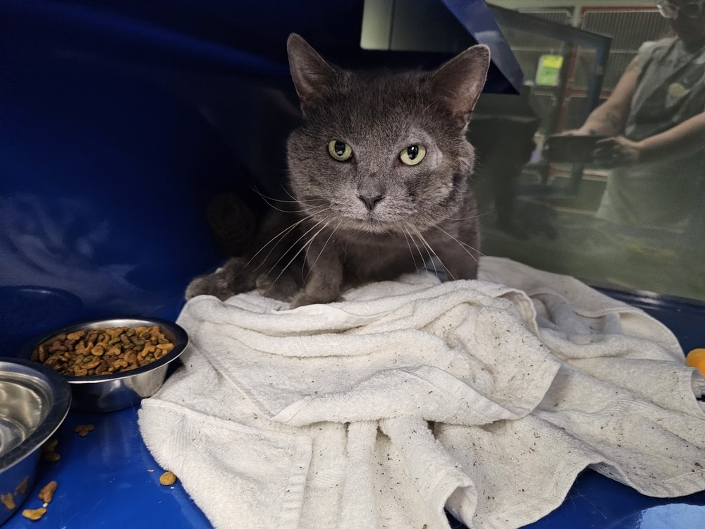 Tillamook, an adoptable Domestic Short Hair in Houghton, MI, 49931 | Photo Image 3