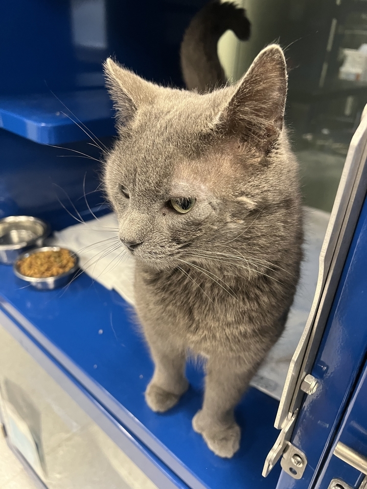 Tillamook, an adoptable Domestic Short Hair in Houghton, MI, 49931 | Photo Image 4