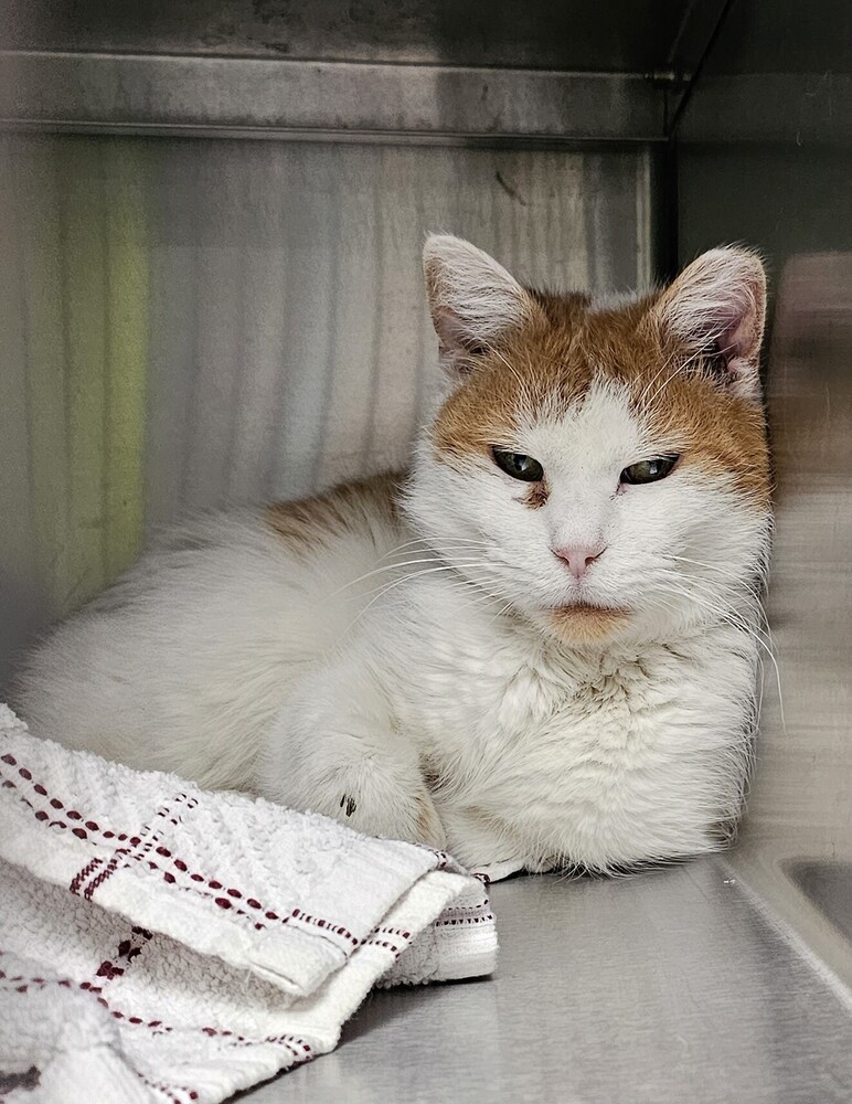Westgold, an adoptable Domestic Short Hair in Houghton, MI, 49931 | Photo Image 1