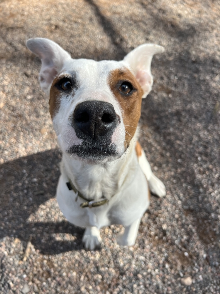 Hattie, an adoptable American Bulldog, Australian Cattle Dog / Blue Heeler in Houghton, MI, 49931 | Photo Image 1