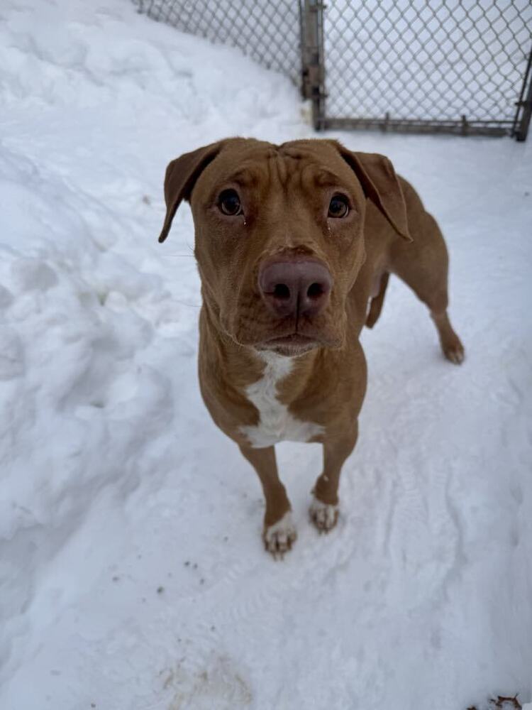 Birgit, an adoptable Mixed Breed in Houghton, MI, 49931 | Photo Image 1