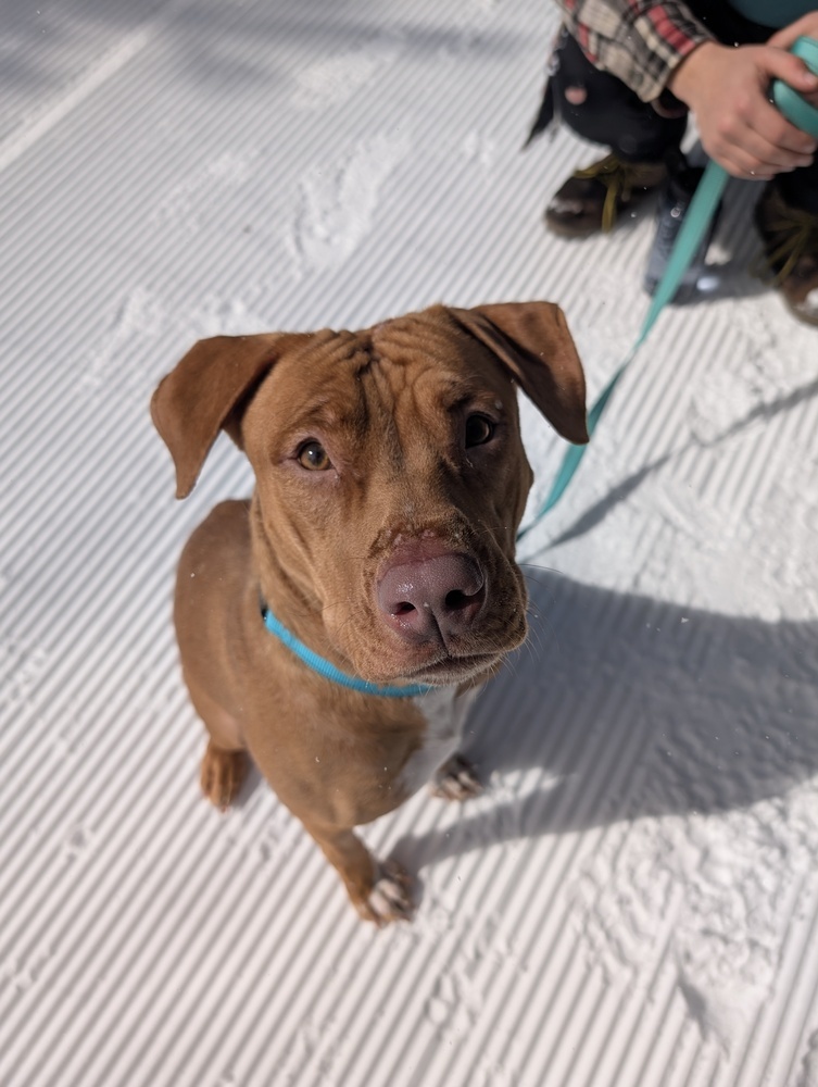 Birgit, an adoptable Mixed Breed in Houghton, MI, 49931 | Photo Image 2