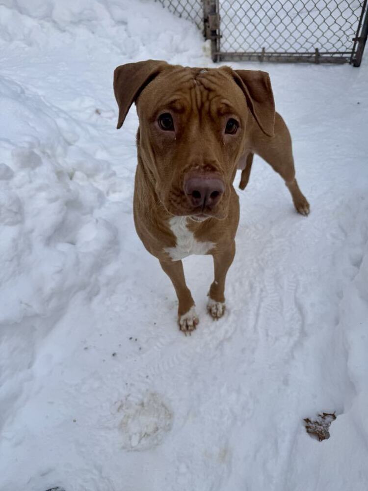 Birgit, an adoptable Mixed Breed in Houghton, MI, 49931 | Photo Image 3
