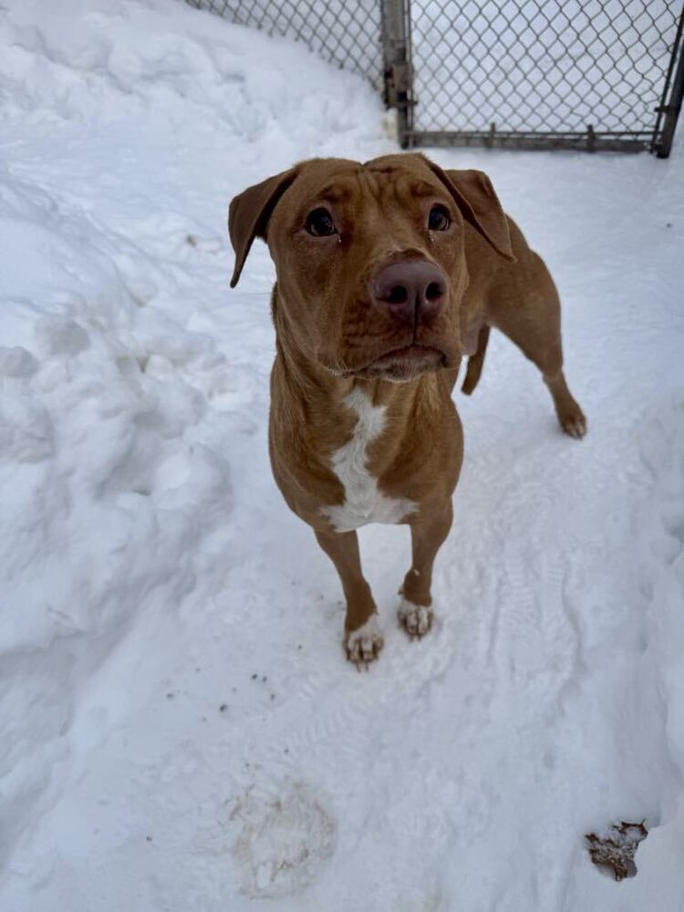Birgit, an adoptable Mixed Breed in Houghton, MI, 49931 | Photo Image 4