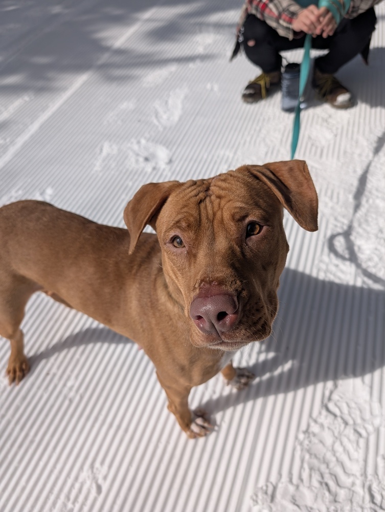 Birgit, an adoptable Mixed Breed in Houghton, MI, 49931 | Photo Image 5