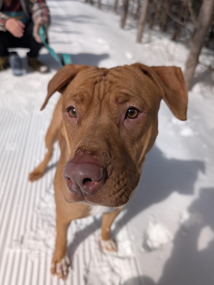 Birgit, an adoptable Mixed Breed in Houghton, MI, 49931 | Photo Image 6