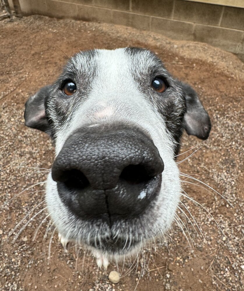 Lola, an adoptable Mixed Breed in Houghton, MI, 49931 | Photo Image 1